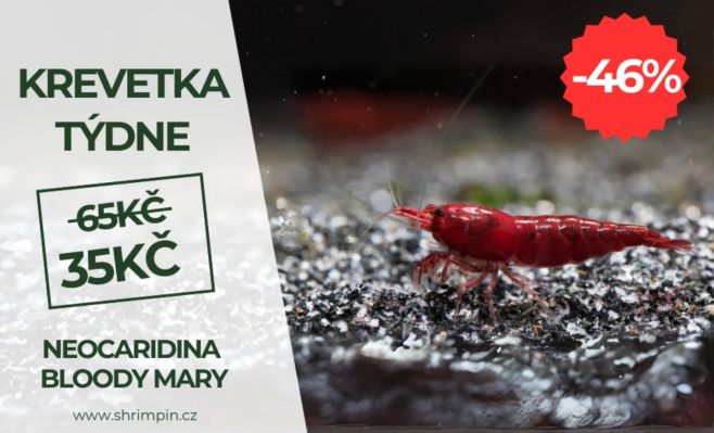 🦐Bloody Mary klevetky nyní v až 46% slevě Top akce na krevetku týdne Neocaridina Bloody Mary