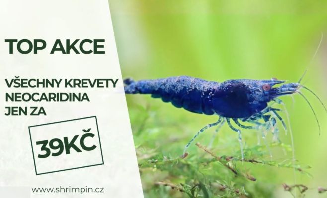 🦐Mega akce Krevety Neocaridina jen 39kč