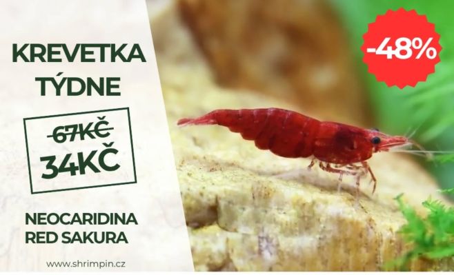 🦐Red Sakura krevetky jen za 34 kč🦐🦐