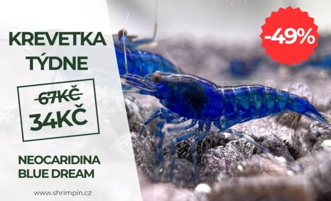 🦐🌿Top sleva 48% na nejkrásnější krevety Neocaridina Blue Dream