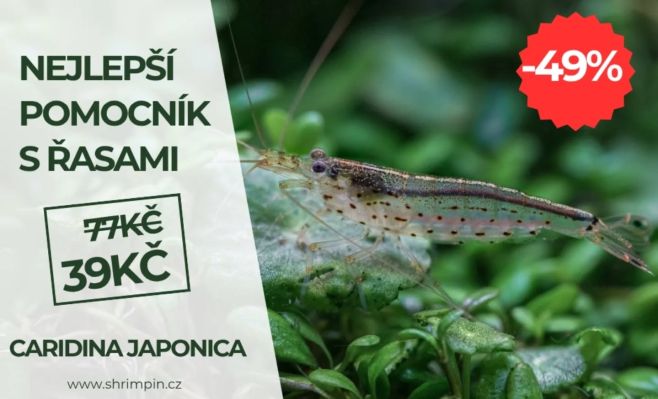 🌿⚔️Poražte řasy s krevetami Caridina Japonica nyní v extra slevě