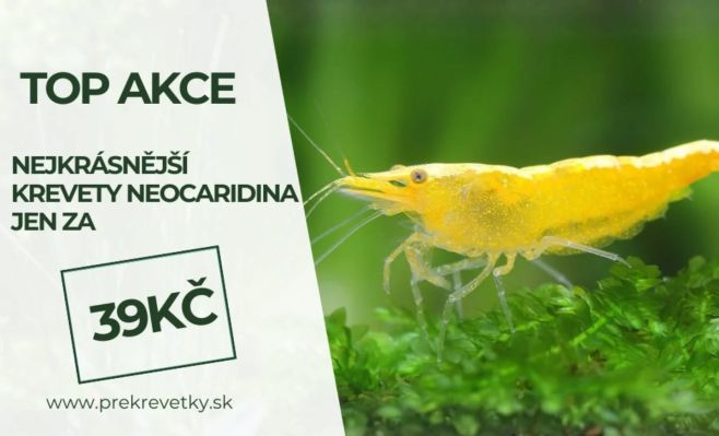 🦐🌿TOP Akce na nejkrásnější krevety z rodu Neocaridina