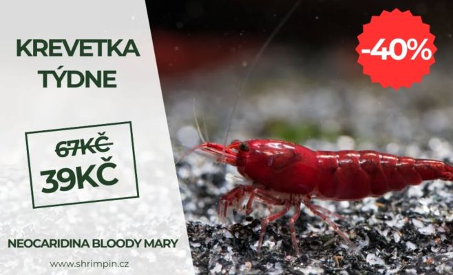 🦐❤️🦐Kreveta týdne Neocaridina Bloodyu Mary nyní se slevou 41%